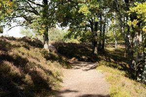 trilhas de mountain bike na reserva natural fishbek heather foto