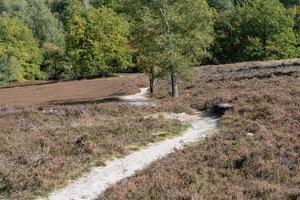 trilhas de mountain bike na reserva natural fishbek heather foto