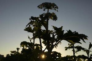 sol em matagais. pôr do sol na natureza. silhuetas de plantas. foto