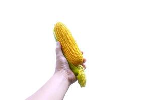 a mão do homem segurando o milho isolado em um fundo branco foto