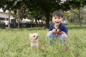 menino e chihuahua marrom no gramado do parque, crianças de estimação fofos e cães. animal de estimação melhor amigo foto