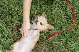 cachorro chihuahua de estimação deitado na grama querendo ser feliz, melhor amigo animal de estimação foto