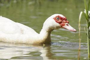 close-up pato almiscarado branco em pântanos naturais, ideias de criação de patos abertos ou orgânicos, patos no campo foto