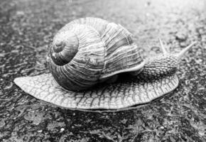 grande caracol de jardim com concha rastejando na estrada molhada, volte para casa foto