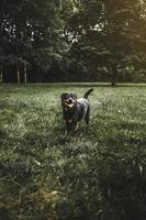 rottweiler no campo de grama foto
