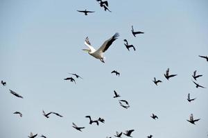 pelicano e gaivotas em vôo foto