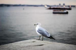 gaivota empoleirada perto da água foto