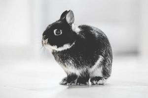 foto de coelho preto e branco