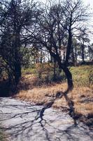 vista de uma árvore em uma floresta de outono. foto