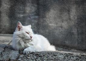 grande gato de rua branco em um fundo cinza se aquecendo ao sol foto