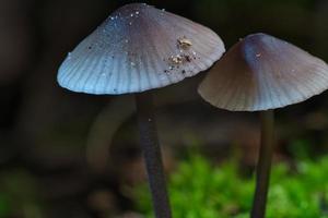 dois cogumelos pequenos de filigrana em musgo com ponto de luz na floresta. chão da floresta foto