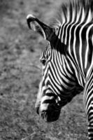 cabeça de zebra, foto em preto e branco