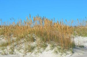 aveia do mar nas dunas de areia foto