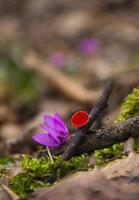 um cogumelo indiano vermelho na selva foto
