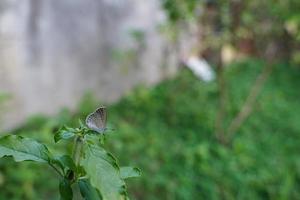 uma pequena borboleta empoleirada em um canteiro de flores e foi ferida por uma asa quebrada. foto