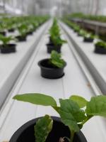 foco seletivo da planta de alface hidropônica no fundo desfocado. seu nome científico é lactuca sativa var angustana. concentre-se em algumas das plantas na frente. foto