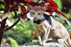 jovem gato abissínio cor fauno com uma coleira andando pelo quintal. animais de estimação caminhando ao ar livre, aventuras no parque. foto