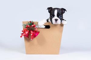 Boston terrier cachorrinho em um saco de papel de presente com um buquê de árvores de natal, cones e sinos. foto