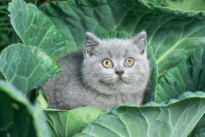 um gatinho cinza britânico shorthair está sentado em um close-up de repolho. foto