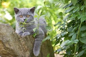 adorável gatinho fofo cinza da raça britânica ao ar livre foto