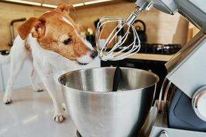 batedor elétrico de cozinha para lamber cachorro foto