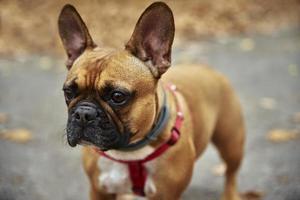 bulldog francês caminha no parque outono foto