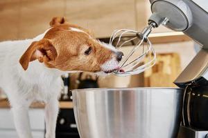 batedor elétrico de cozinha para lamber cachorro foto