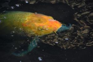 koi laranja nadando em um lago de carpas japonesas foto