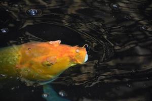 Karp japonês laranja chique debaixo d'água foto