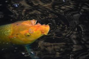 carpa laranja brilhante nadando em águas escuras foto