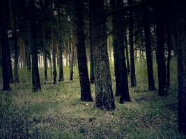 floresta de pinheiros retrô foto
