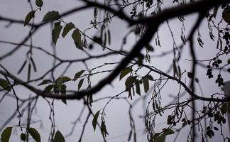 amieiro com pingos de chuva no fundo do outono foto