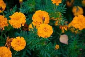 flores de malmequeres ou tagetes erecta no jardim. tagetes laranja. foto