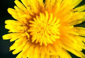 close-up da flor-de-leão amarela florescendo