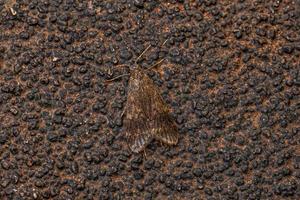 inseto caddisfly adulto foto