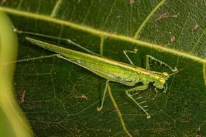 Katydid adulto quieto foto