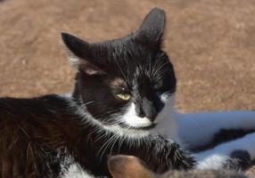 gato preto e branco com as orelhas puxadas para trás foto