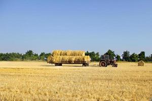 trator carregando rolos de fardos de feno - empilhando-os na pilha. máquina agrícola coletando fardos de feno em um campo foto