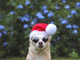 cachorro chihuahua marrom usando óculos escuros e chapéu de papai noel sentado na grama verde no jardim com fundo de flores roxas, espaço de cópia, olhando para a câmera. celebração de natal e ano novo. foto
