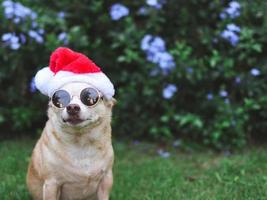 cachorro chihuahua marrom usando óculos escuros e chapéu de papai noel sentado na grama verde no jardim com fundo de flores roxas, espaço de cópia, olhando para a câmera. celebração de natal e ano novo. foto