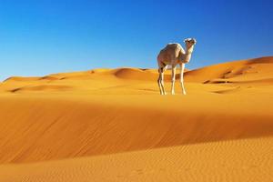 camelo no deserto foto