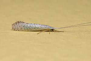 inseto caddisfly adulto foto