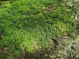 close-up de textura de musgo verde foto