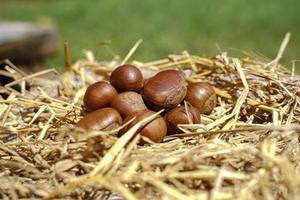 as castanhas frescas são separadas em um canudo seco, as castanhas têm um sabor adocicado. foto