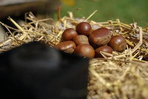 as castanhas frescas são separadas em um canudo seco, as castanhas têm um sabor adocicado. foto