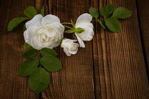corte flores de rosas brancas em um fundo de madeira foto