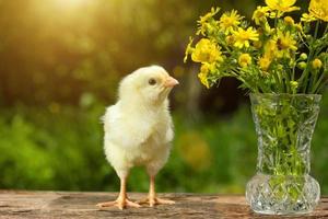 linda garota amarela posando de engraçado em um fundo verde natural, um buquê de flores em dia ensolarado de primavera foto