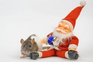 ano novo do rato em fundo branco foto