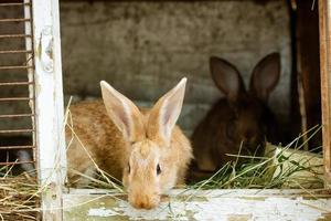 coelhos fofos estão sentados na fazenda comendo feno foto