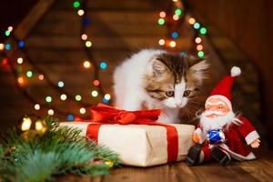 gato de natal. gatinho engraçado curioso brinca com caixa de presente ao lado do papai noel foto